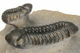3" Zlichovaspis Trilobite With Two Reedops - Morocco - #198135-7